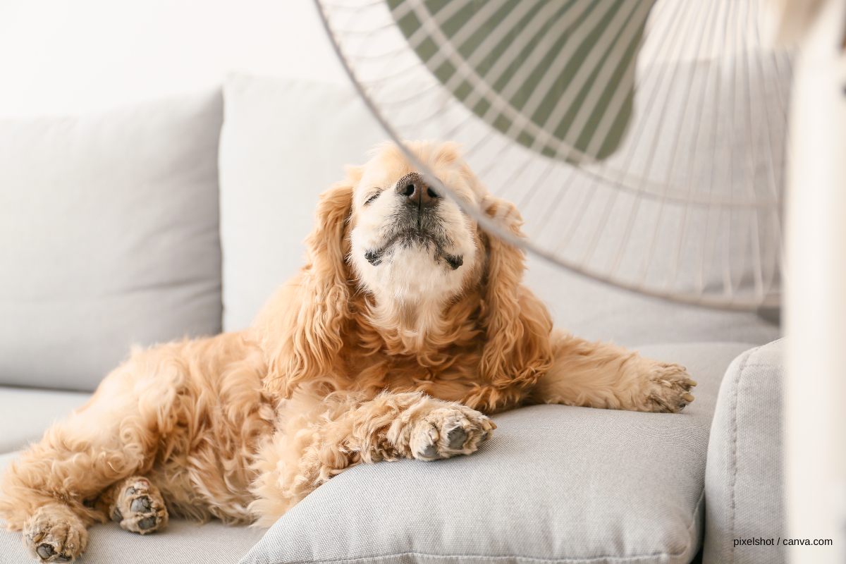 Sleeping with a Fan