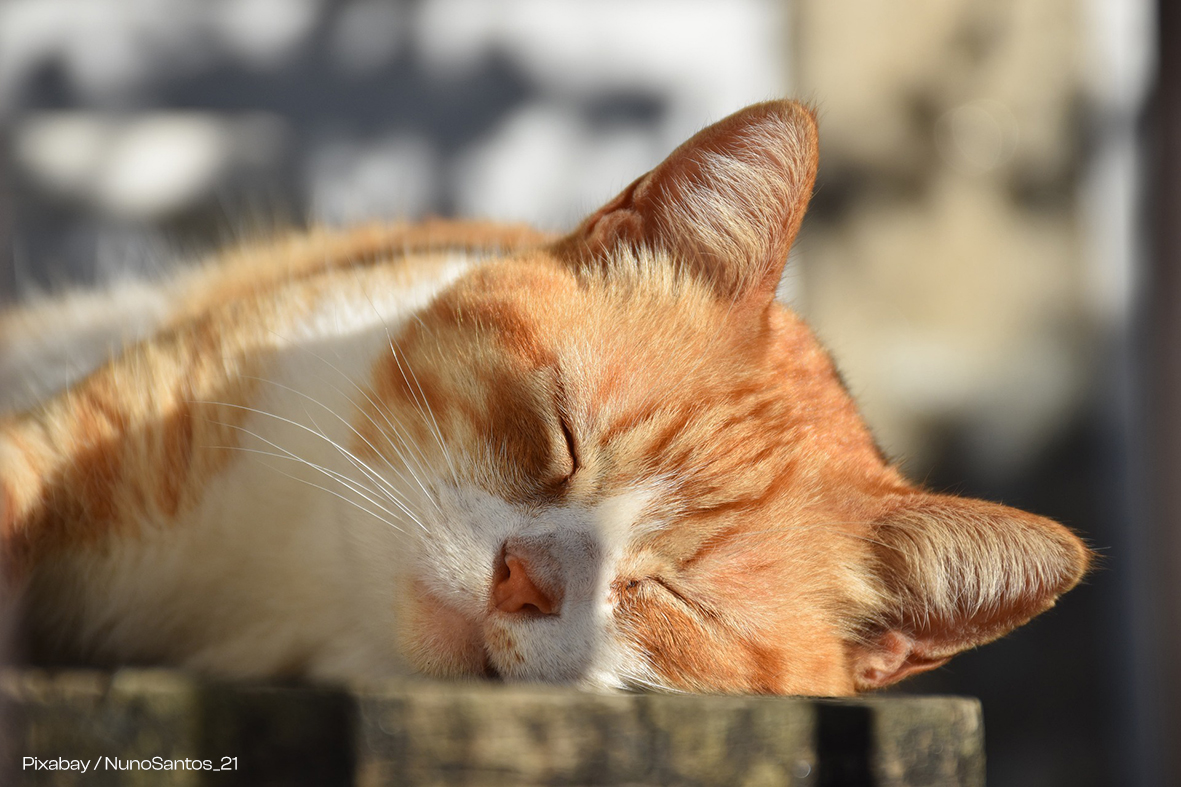 Katze am schlafen